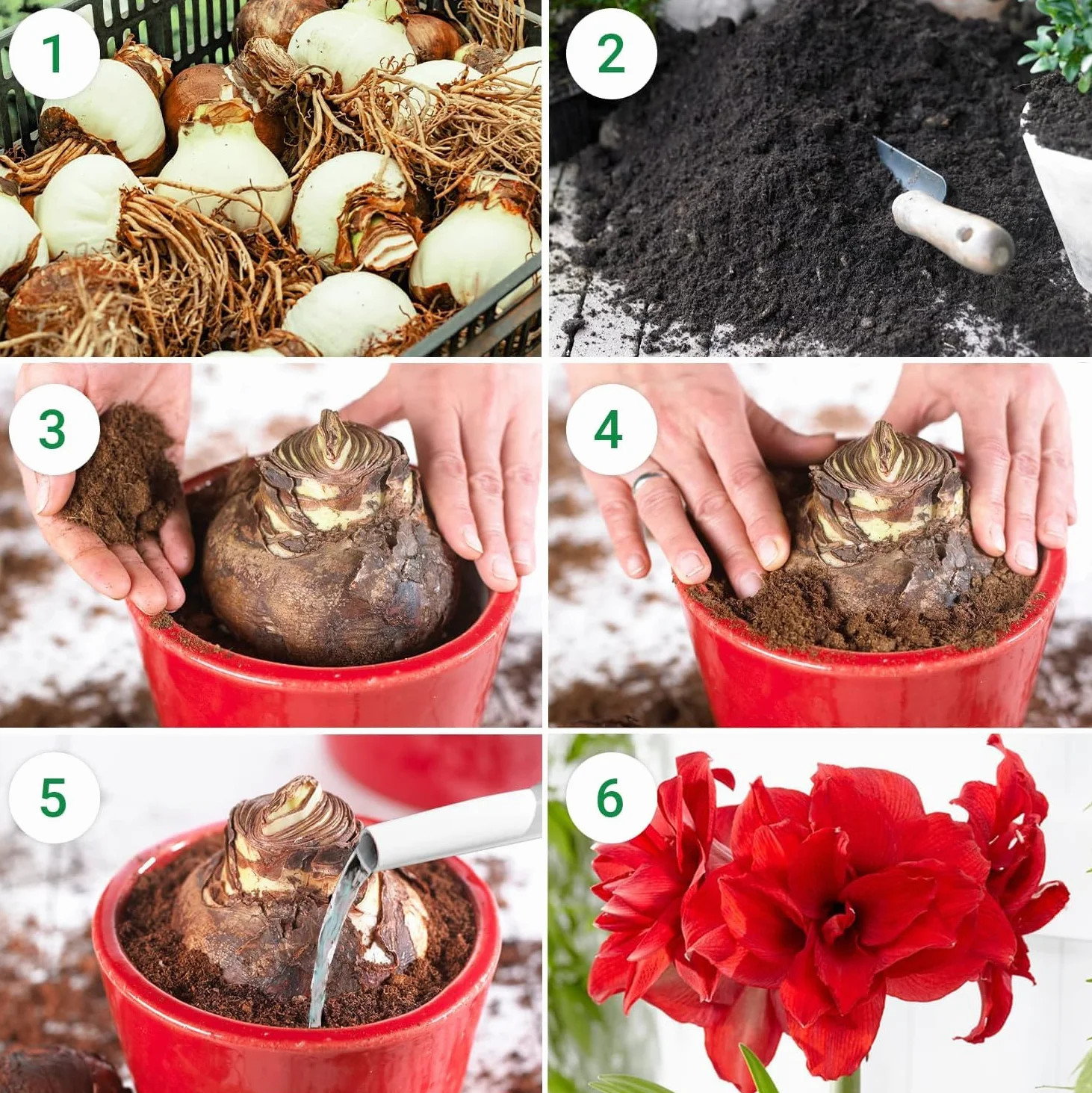 Amaryllis Papilio, 1 cebula w dużym formacie 20/22, ekskluzywne cebule kwiatowe, rośliny i kwiaty z Holandii, prawdziwe hippeastrum (bez nasion, nie w wosku i nie sztuczne)