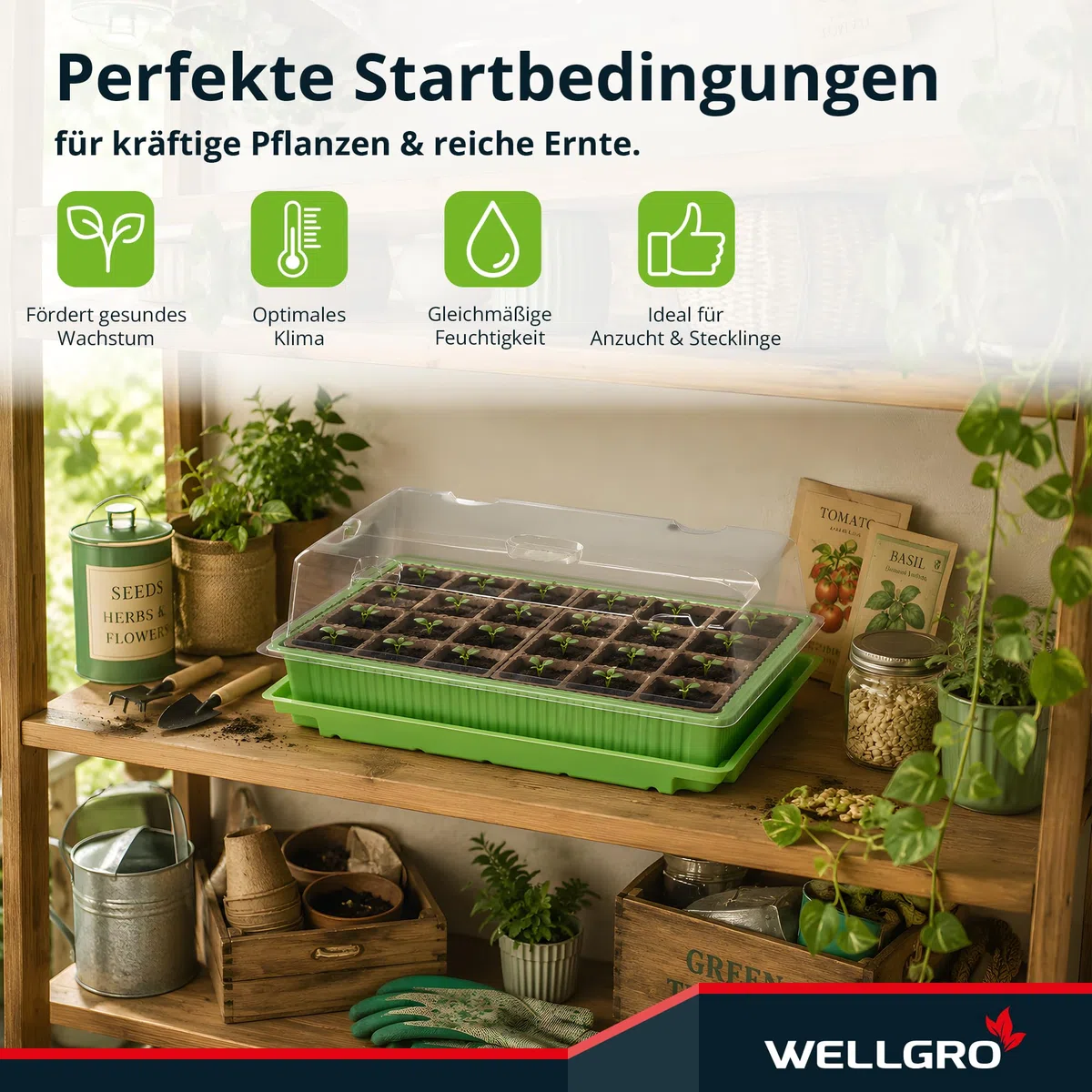 WELLGRO Mini szklarnia na 24 rośliny, ok. 27 x 19 x 10 cm (dł. x szer. x wys.), zielona/przezroczysta, tworzywo sztuczne/celuloza, ilość do wyboru, liczba sztuk: 2 sztuki