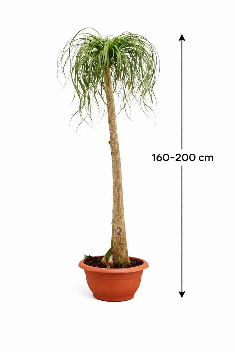 Stopa słonia 160-200 cm (Beaucarnea recurvata) – drzewko butelkowe, roślina pokojowa, łatwa w pielęgnacji, trwała, oczyszczająca powietrze, idealna do salonu i biura, dekoracyjna palma wodna w