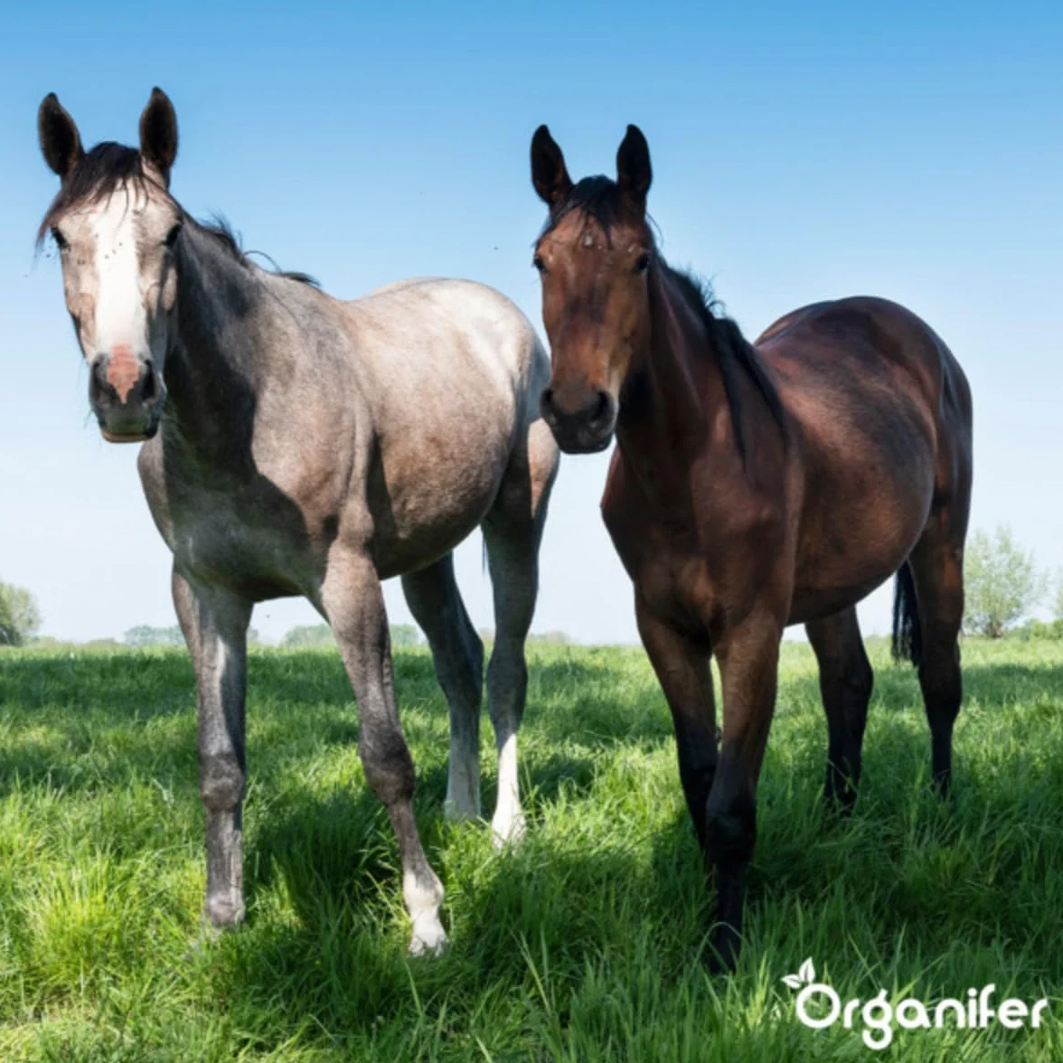 Nasiona Kentucky Bluegrass - 15 Kg - 3000 M2 - specjalnie dla koni i małych zwierząt gospodarskich – preria – mieszanka na pastwiska – certyfikowana przez holenderski NAK – Organifer