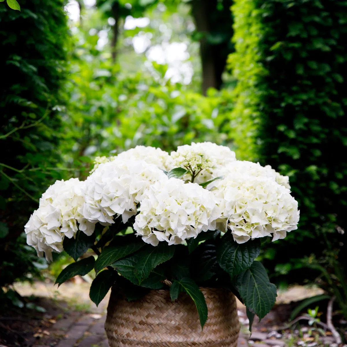 Hortensja Hydrangea macrophylla Forever & Ever biała, roślina balkonowa, 7-12 kwiatów, doniczka 23 cm, wysokość 55 cm, łatwa w pielęgnacji, na grządki, taras i balkon