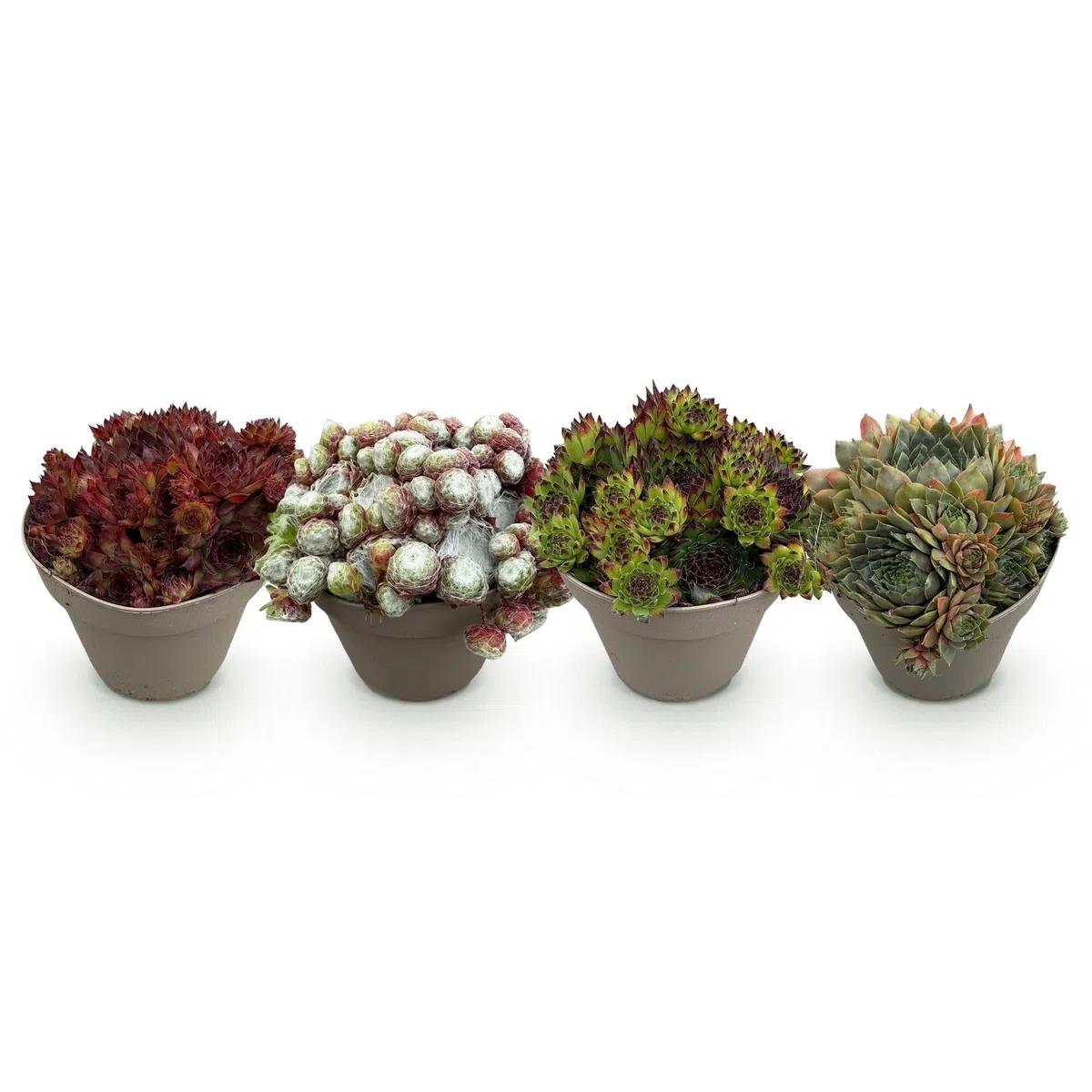 Roślina okrywowa Sempervivum Big Sam – 4 rośliny – mrozoodporna – różne kolory – łatwy w pielęgnacji korzeń domowy do grządek, ogrodów skalnych, balkonów i tarasów – Ø 14 cm, wys. 17 cm