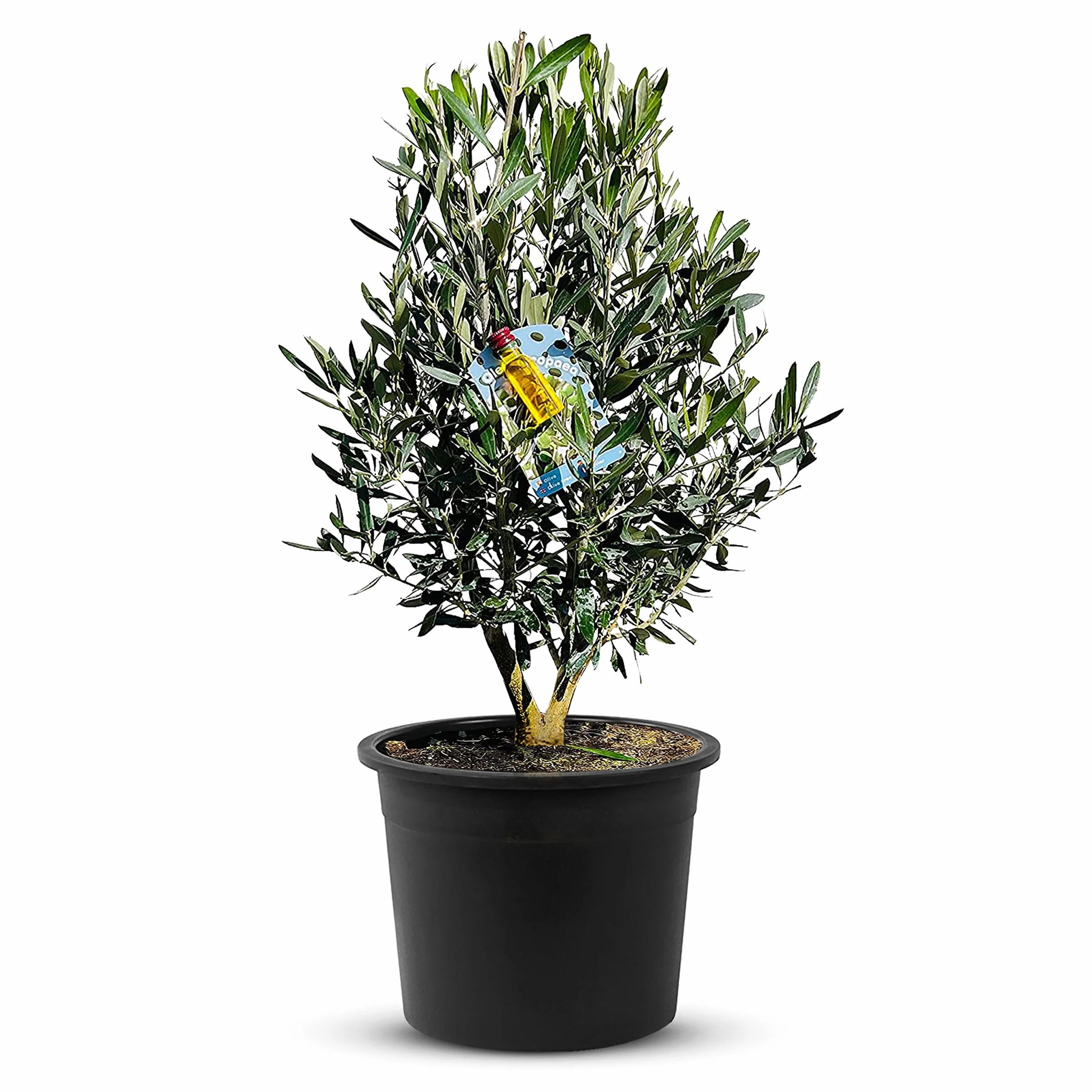 Olea Europaea wysoka łodyga oliwka prawdziwy krzew z jadalnymi oliwkami