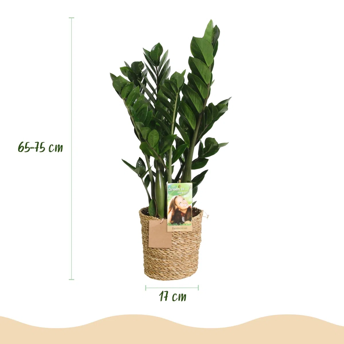 Zamioculcas – 65-75 cm – 17 cm, z koszem, łatwa w pielęgnacji roślina ZZ, wytrzymała roślina zielona do salonu, biura i sypialni, błyszczące liście i luksusowy wygląd