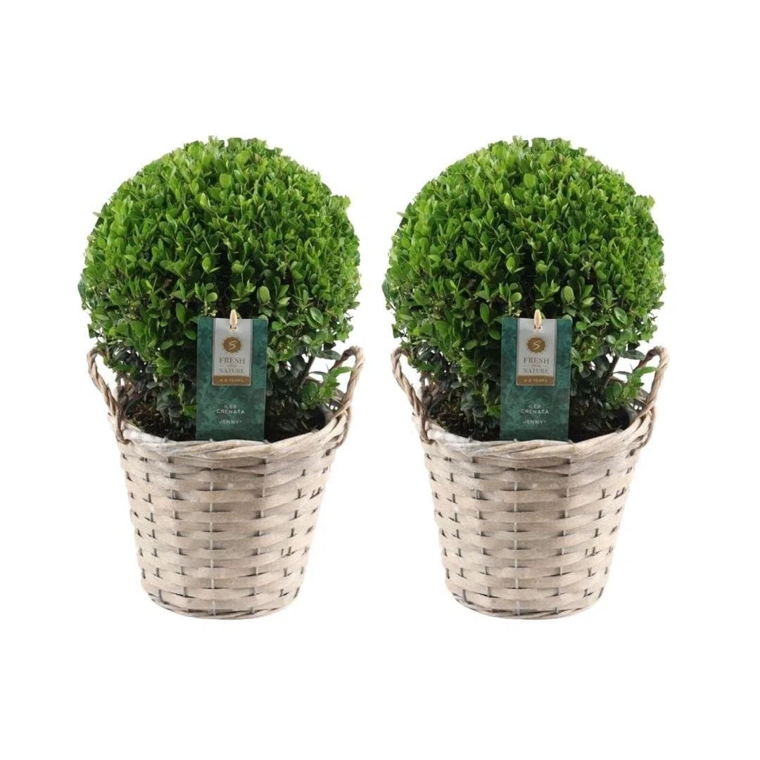 Plants by Frank prawdziwa roślina holistyczna w kształcie kulistej | 2 x Ilex crenata "Jenny" żarówka w koszu wiklinowym, zestaw 2 sztuk, średnica 20 cm, zamiennik bukszpanu, Ilex | rośliny ogrodowe |