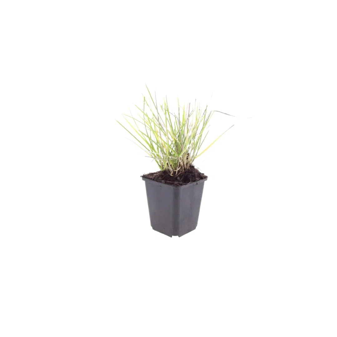 Sesleria autumnalis – 24 rośliny, Ø 9 cm, wysokość 10-25 cm, mrozoodporna trawa ozdobna, złotobrązowa jesienna kolorystyka, łatwa w pielęgnacji, do grządek, ogrodu skalnego i ogrodu naturalnego
