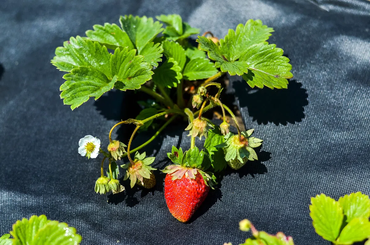 Aquagart Włóknina przeciw chwastom czarna PES – 150 g I folia ochronna do ogrodu i podwyższonej grządki I włóknina ogrodowa i blokada chwastów I przezroczysta folia do chwastów i wytrzymała włóknina ochronna długość 50 m – 1 m szerokości
