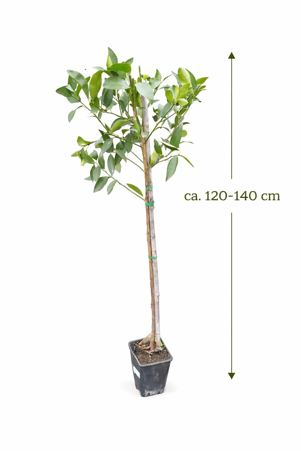 Citrus latifolia 120-140 – perska limonka (limetka tahiti), świeże, soczyste owoce do koktajli, gotowania i zdrowego odżywiania, wysoka zawartość witaminy C i wszechstronne zastosowanie