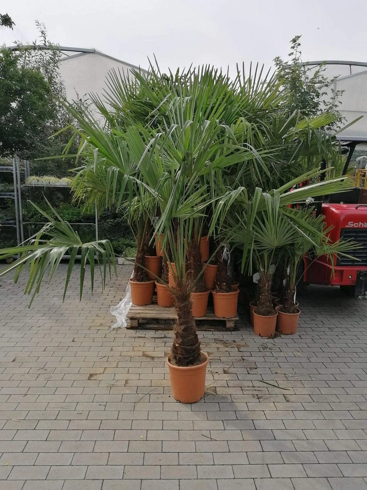 Trachycarpus Fortunei Palma Konopna 180-220 cm Mrozoodporna -18°C Ogrodowa Tarasowa
