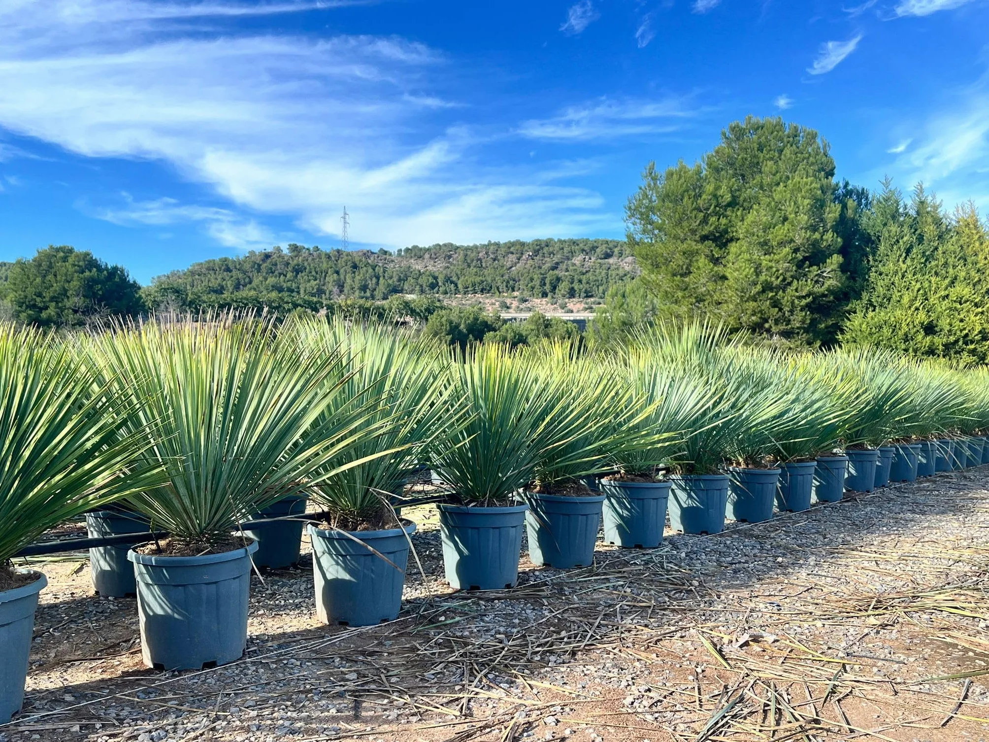 Yucca Rostrata Blue Palmlellie 100 cm Roślina odporna na temperaturę do -20°C