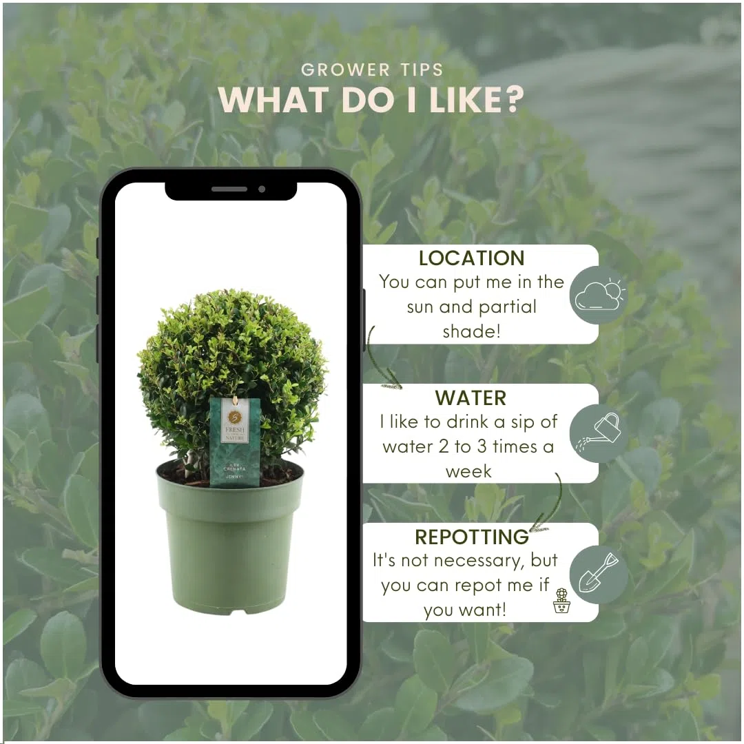 Plants by Frank prawdziwa roślina holistyczna w kształcie kulistej | 2 x Ilex crenata "Jenny" żarówka w koszu wiklinowym, zestaw 2 sztuk, średnica 20 cm, zamiennik bukszpanu, Ilex | rośliny ogrodowe |