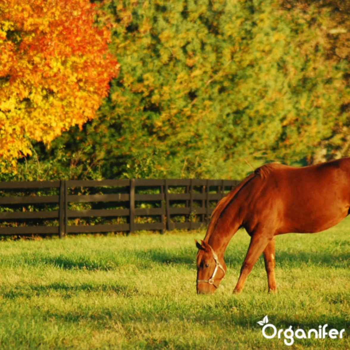 Nasiona Kentucky Bluegrass - 15 Kg - 3000 M2 - specjalnie dla koni i małych zwierząt gospodarskich – preria – mieszanka na pastwiska – certyfikowana przez holenderski NAK – Organifer