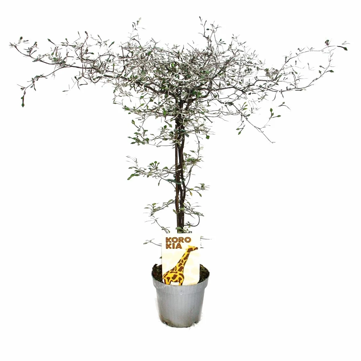 Exotenherz - Corokia cotoneaster - zygzakowaty krzew - drzewo sznurkowe