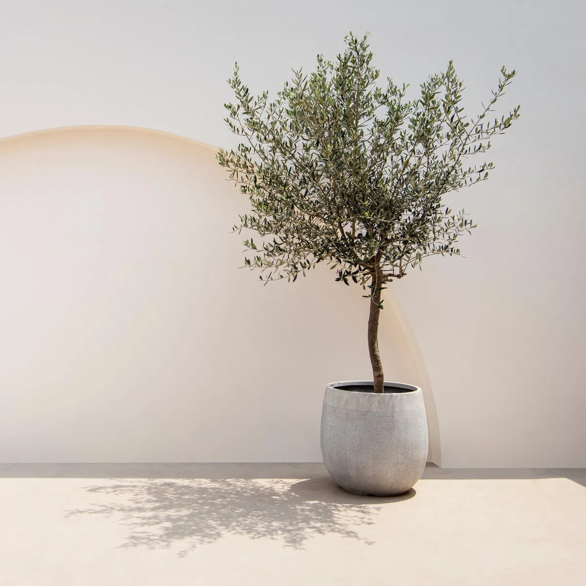 Olea Europaea Drzewo oliwne na pniu, wiecznie zielona roślina tarasowa, łatwa w pielęgnacji, Ø 19 cm, wysokość ok. 90 cm, śródziemnomorski styl, na balkon i do ogrodu