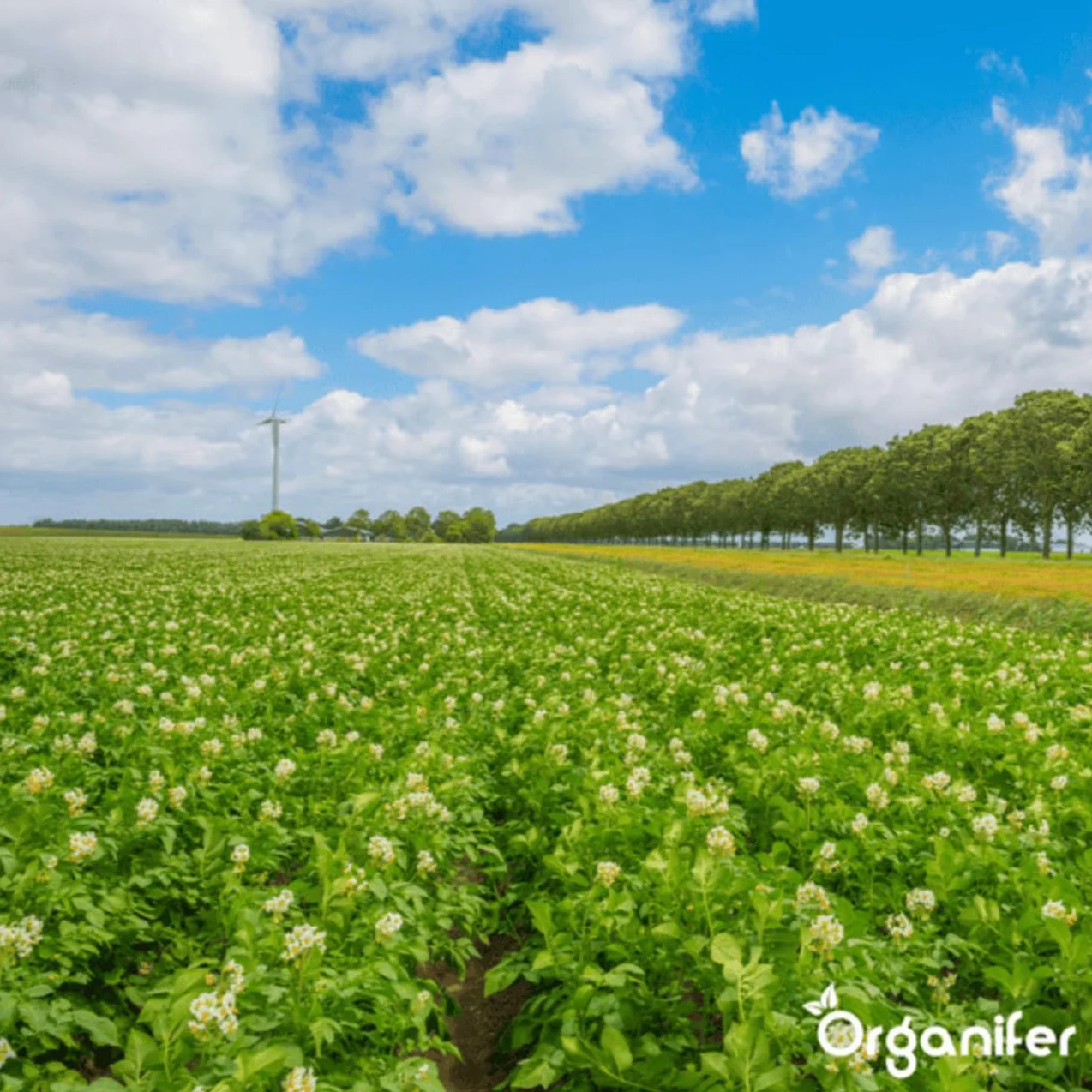 Koncentrat Phytophthora 10 Ml Na 10000 M2 Preparat Do Ziemniaków I Pomidorów Organifer