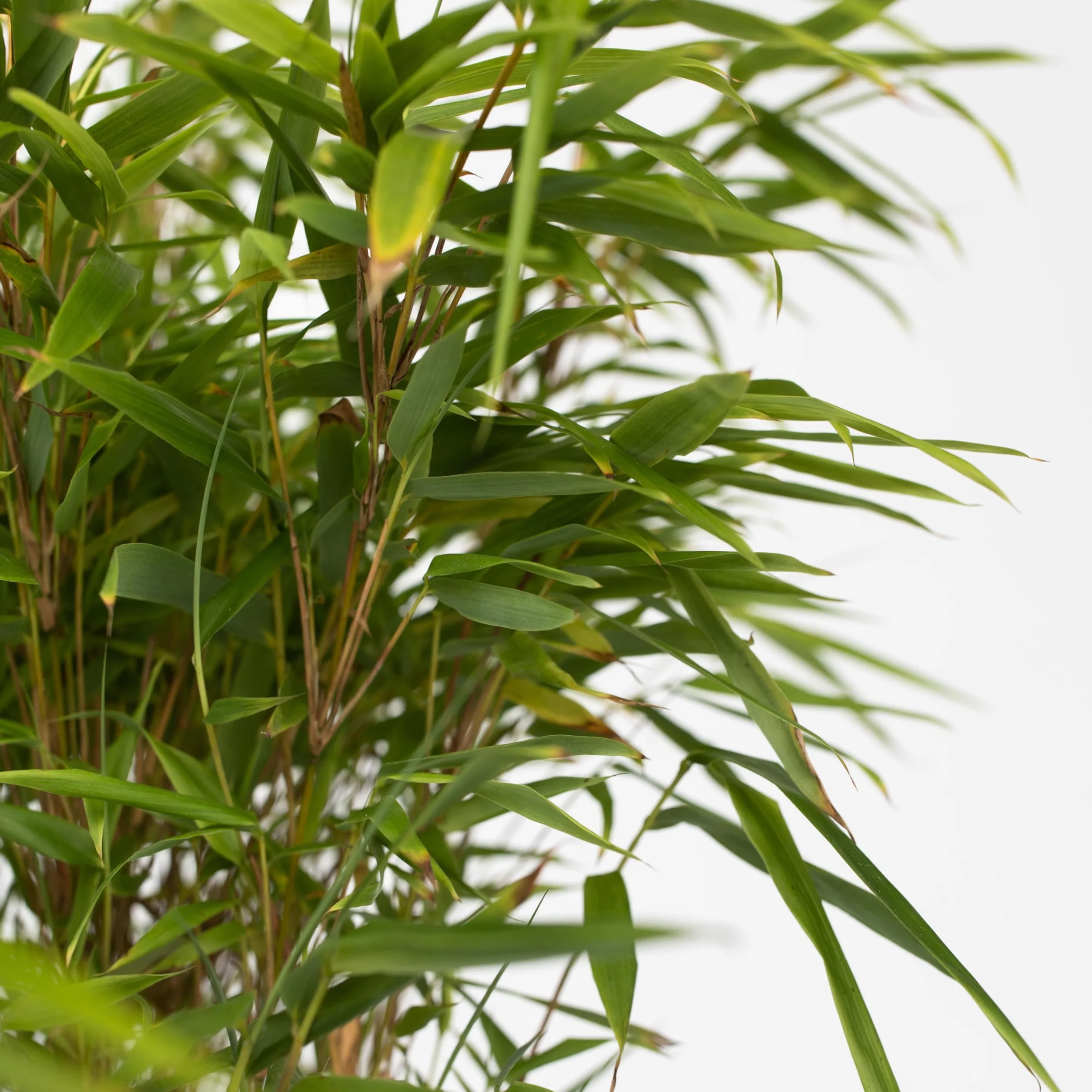 Plant in a Box - Fargesia nitida 'Gansu'- Fargezja lśniąca - Zestaw 2 sztuk - Ciemnofioletowy bambus - Mrozoodporny - Zimozielony - Doniczka 17cm - Wysokość 50-70cm