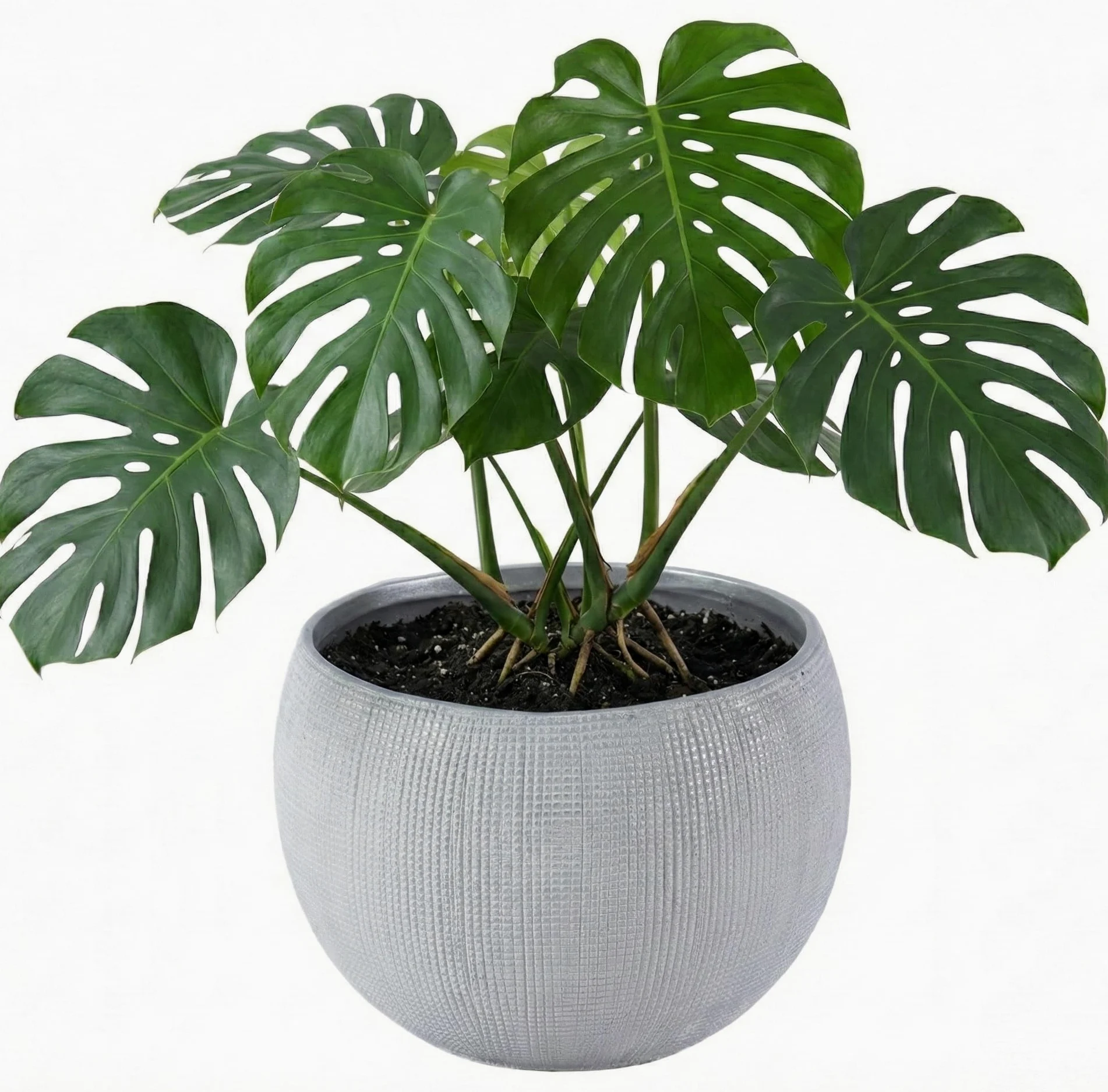 Olly & Rose Barcelona ceramiczne doniczki na rośliny, jasnoszare, 25 cm, duże doniczki na rośliny do użytku na zewnątrz i wewnątrz, szare doniczki